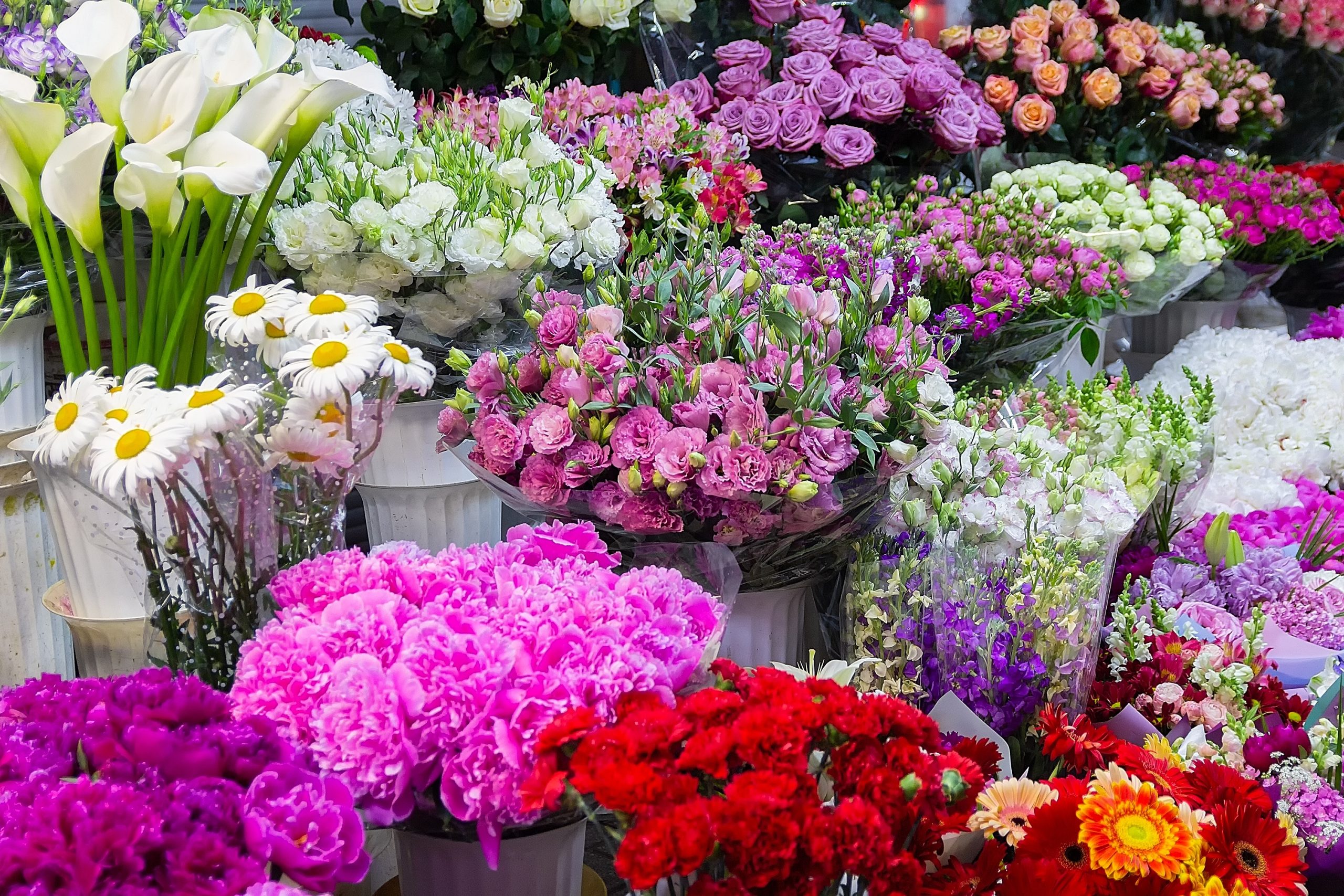 prachtige verse bloemen rechtsreeks van de kweker